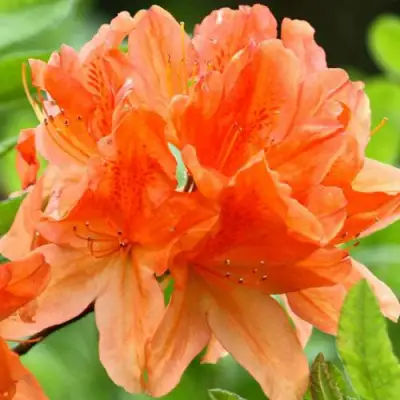 Азалия ГЕЙША ОРАНЖ японская в Слониме