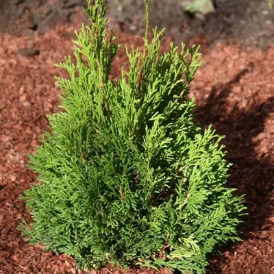 Туя МИКИ западная в Слониме