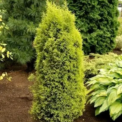 Можжевельник ГОЛД КОН обыкновенный в Слониме