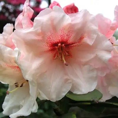 Рододендрон ХАНЯ	 в Слониме