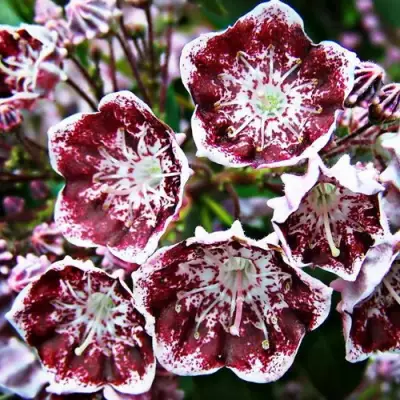 Кальмия БЛЕК ЛЕЙБЛ  в Слониме