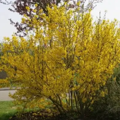 Форзиция КАМСОН промежуточная в Слониме