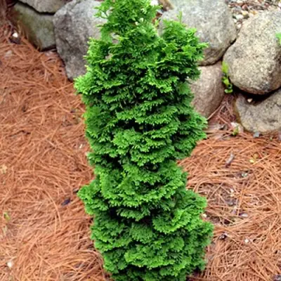 Туя СПИРАЛИС МИНИ западная в Слониме