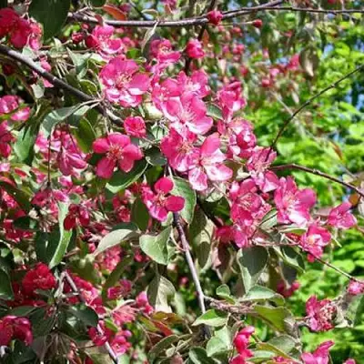 Яблоня КИТАЙКА ДОЛГО декоративная в Слониме