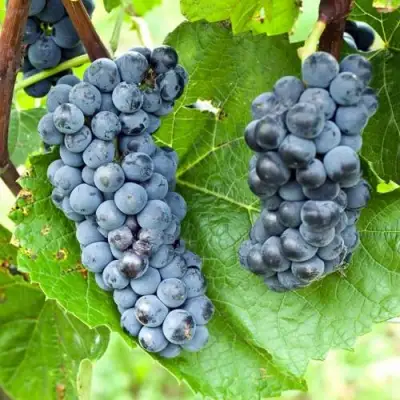 Виноград ВЭЛИАНТ в Слониме