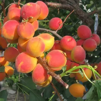 Абрикос РУБИН в Слониме