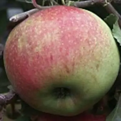 Яблоня СОКОЛОВСКОЕ стелющаяся в Слониме