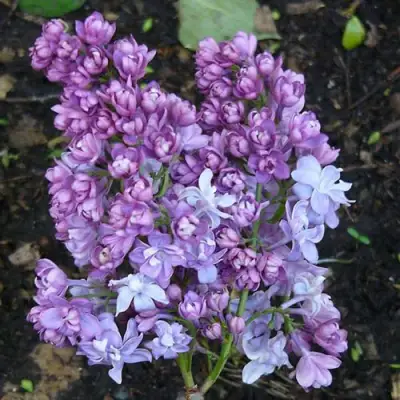 Сирень НАДЕЖДА в Слониме