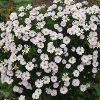 Астра ВАЙС многолетняя в Слониме