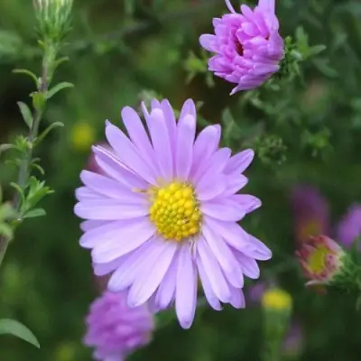 Астра СТРОУБЕРРИ ЭНД КРИМ новобельгийская в Слониме