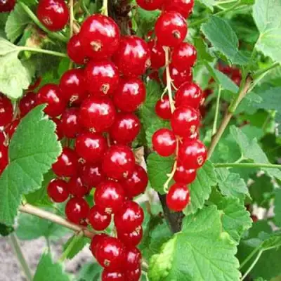 Смородина красная ФЕРТОДИ в Слониме