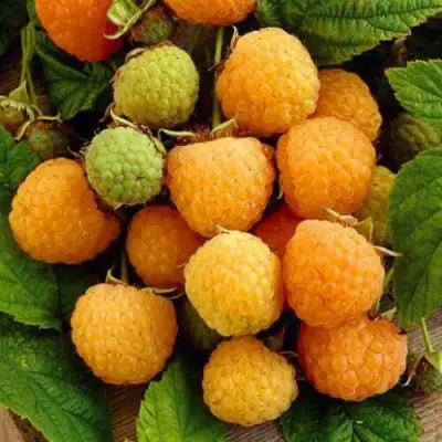 Малина ремонтантная Жёлтый гигант