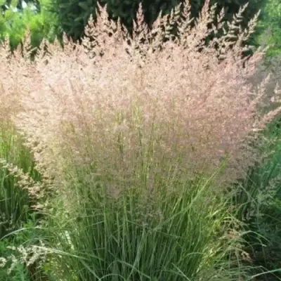 Вейник ОВЕРДАМ остроцветковый в Слониме