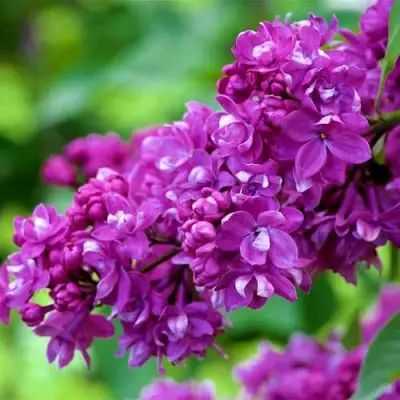 Сирень ОГНИ ДОНБАССА в Слониме