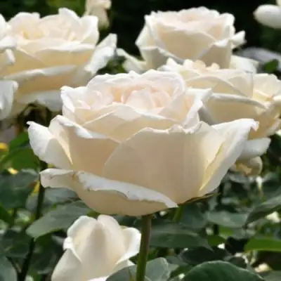 Роза БОИНГ чайно-гибридная в Слониме