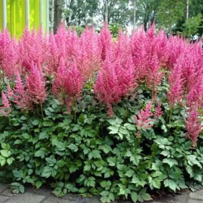 Астильба ВИЖНС ИН ПИНК китайская в Слониме