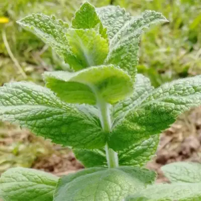 Мята яблочная в Слониме
