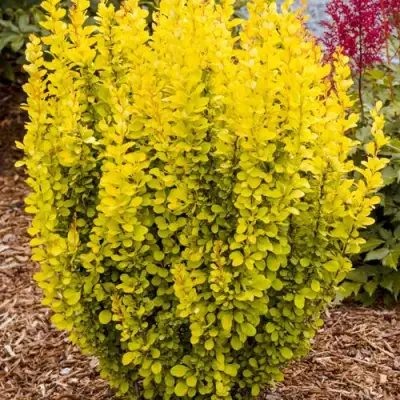 Барбарис ГОЛДЕН ТОРЧ тунберга в Слониме