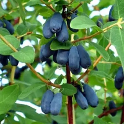 Жимолость съедобная АМФОРА в Слониме