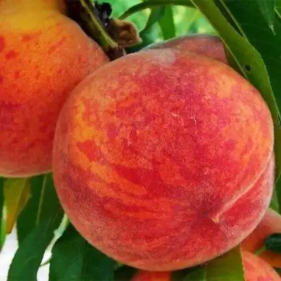 Персик ЗОЛОТОЙ ЮБИЛЕЙ в Слониме