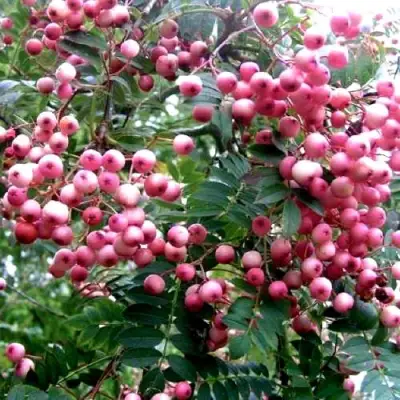 Рябина COREAL сладкоплодная  в Слониме