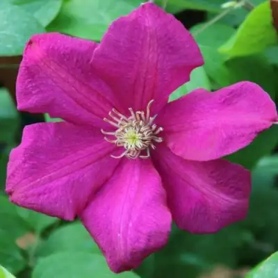 Клематис ЭРНЕСТ МАРКХАМ в Слониме