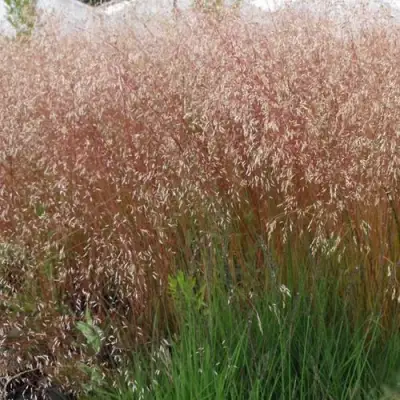 Щучка извилистая в Слониме