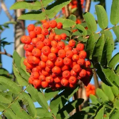 Рябина САХАРНАЯ ПЕТРОВА сладкоплодная в Слониме