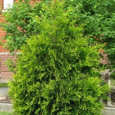 Туя АНЯ (АНИЕ) западная в Слониме