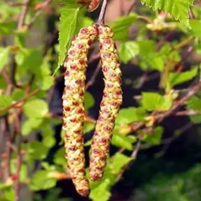 Береза бородавчатая в Слониме