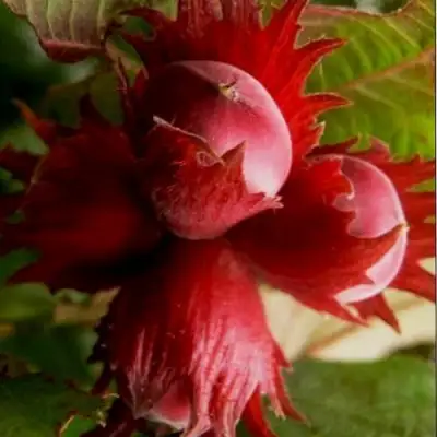 Фундук БАГРЯНЕЦ в Слониме