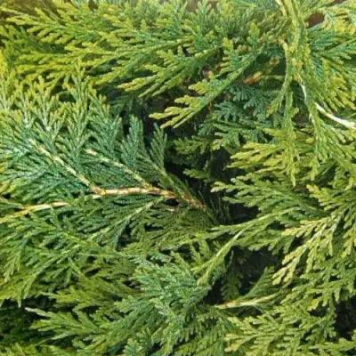 Кипарисовик ЭЛВУДИ ЭМПАЙР лавсона в Слониме