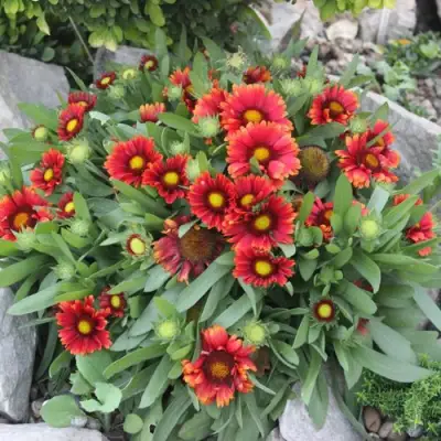 Гайлардия АРИЗОНА РЕД ШЕЙДС в Слониме