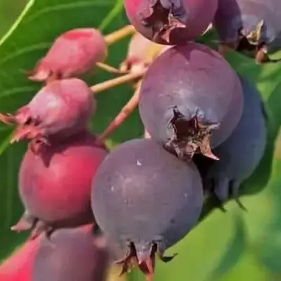 Ирга MANDAN в Слониме