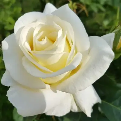 Роза МОНДИАЛЬ чайно-гибридная в Слониме