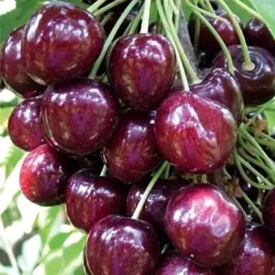 Черешня СИЛЬВИЯ колоновидная в Слониме