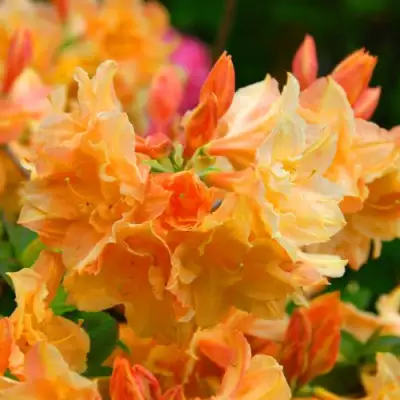 Азалия ЧАРДАШ листопадная в Слониме