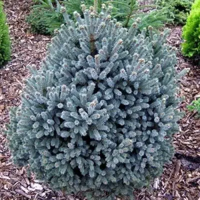 Ель НАНА сизая в Слониме