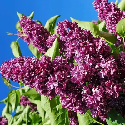 Сирень ЧАРЛЬЗ ДЖОЛИ в Слониме