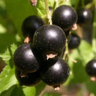 Смородина чёрная БИНАР в Слониме