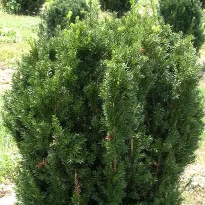 Тис ХИКСИ средний в Слониме