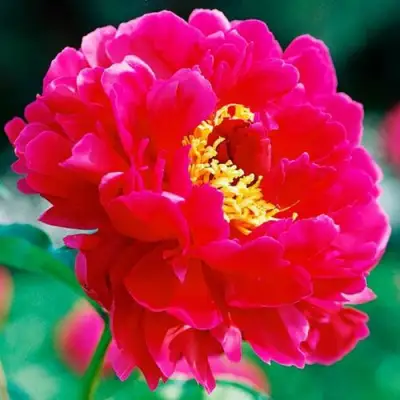 Пион ХРАБРЫЙ ВОИН травянистый в Слониме