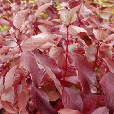 Дерен КРАСНЫЙ в Слониме