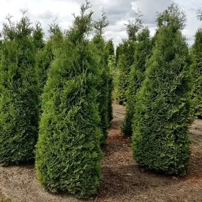 Туя ХОЛМСТРУП западная в Слониме