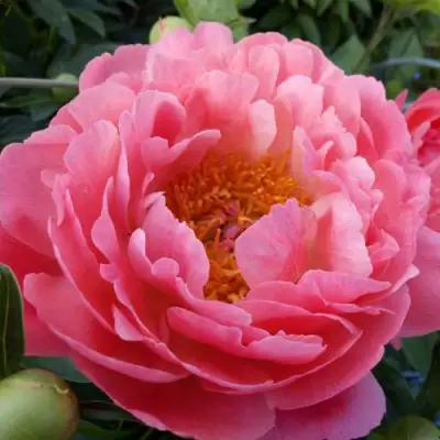 Пион КОРАЛ САНСЕТ травянистый в Слониме