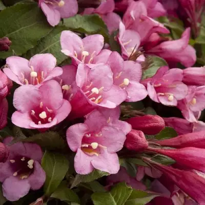 Вейгела ФЛОРИДА в Слониме