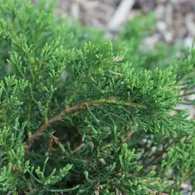 Можжевельник РОКЕРИ ДЖЕМ казацкий  в Слониме