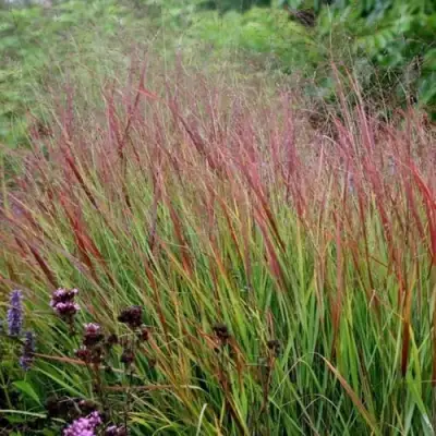 Просо РЕБРАУН прутьевидное в Слониме