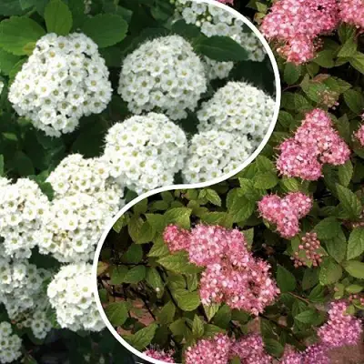 Комплект ТАЛАНТЛИВЫЙ САДОВОД в Слониме