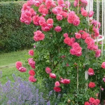 Роза РОЗАРИУМ ЮТЕРСОН плетистая в Слониме